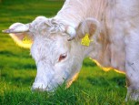 Проект южноуральских фермеров по разведению быков признали лучшим
