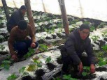 8 Мигрантов незаконно работали в еткульской теплице