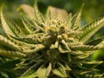 В Южноуральске изъяли почти 70 грамм «личной» марихуаны