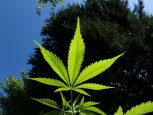 В Челябинской области у мужчины обнаружили 250 грамм марихуаны