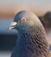Водитель Infiniti спас голубя на дороге
