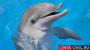 Дельфин побежит в Челябинске «Кросс наций»