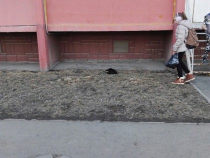 Край живодеров? В Челябинске выбросили с балкона кошку