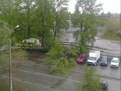 Тополя в Челябинске падают от сильного ветра