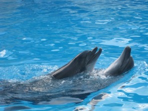 Будет или нет дельфинарий в Челябинске, решится на публичных слушаниях