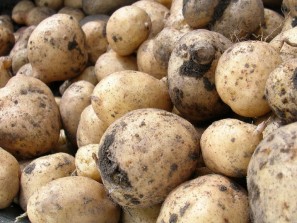 Практически все клубни картофеля поражены болезнями