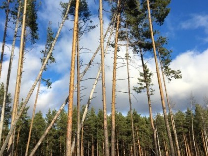 Падающие старые деревья угрожают гуляющим в сосновом бору Челябинска