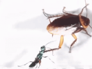 Американский таракан убивает осу приемом карате
