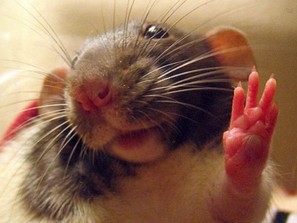 Мгновенно снять симптомы алкоголизма лазером смогли биологи у подопытных крыс