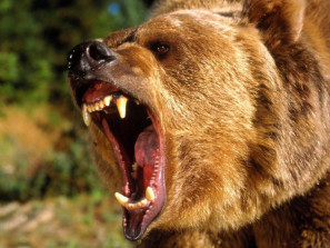 Тувинец откусил язык напавшему медведю?