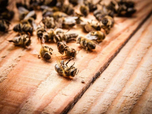 По факту гибели пчел возбуждено первое уголовное дело