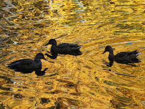 Утки плавали по «золотой» воде: краски челябинской осени