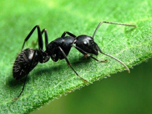 Чем удивляют в Сети и в лесу муравьи?