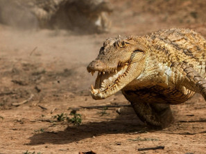Крокодилы умеют скакать галопом. И очень быстро