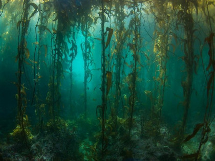 Уникальный подводный лес исследовали ученые