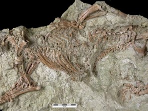 Странный скелет зверя из древней Гондваны поражает ученых