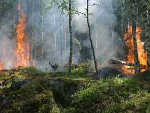 96 природных пожаров действует в Якутии