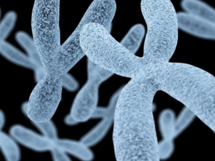 Начало новой эры в генетике: впервые расшифрована полностью Х-хромосома человека