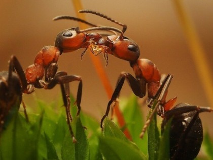 Чему могут научить нас муравьи во время пандемии
