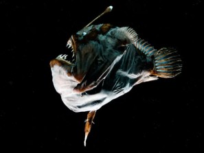 Секс у глубоководных рыб больше напоминает пересадку органов