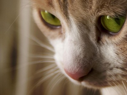 Иск за эксперименты над кошками подали на Департамент по делам ветеранов США