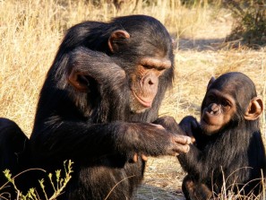 Что сделало нас людьми, выявили наблюдения за шимпанзе