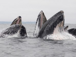 В пасти горбатого кита оказались две женщины