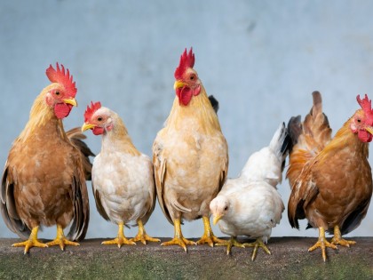 Птицефабрика «Равис» заплатила крупный штраф за складирование куриного помета на полях