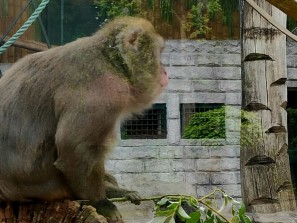 Нарастающая эпидемия ковида может коснуться обезьян, обитающих в челябинском зоопарке