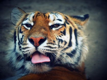Житель Екатеринбурга смог привиться ковидной вакциной только в зоопарке возле клетки с тиграми