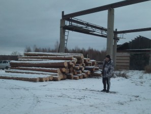 В лесу раздавался топор лесника: на Южном Урале незаконно вырубили сосны на 2 миллиона рублей