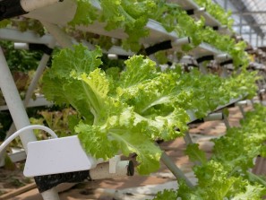 Салатные инвестиции на миллиард рублей: теплицу на 30 гектар для выращивания салата построят в Новороссийске
