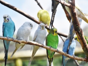 400 волнистых попугаев задержали в аэропорту Краснодара
