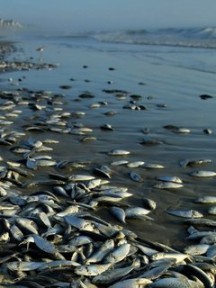 Аномальная жара в Синеглазово стала причиной мора рыбы