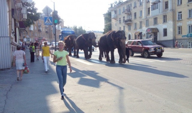 Слоны блокировали движение в Златоусте
