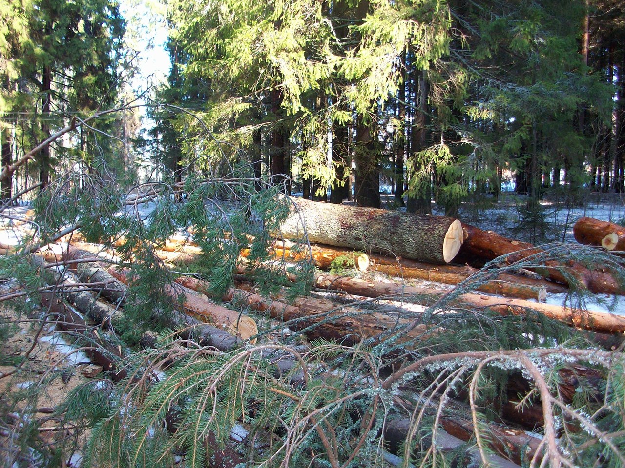 Лес вырубили на 3,5 млн рублей