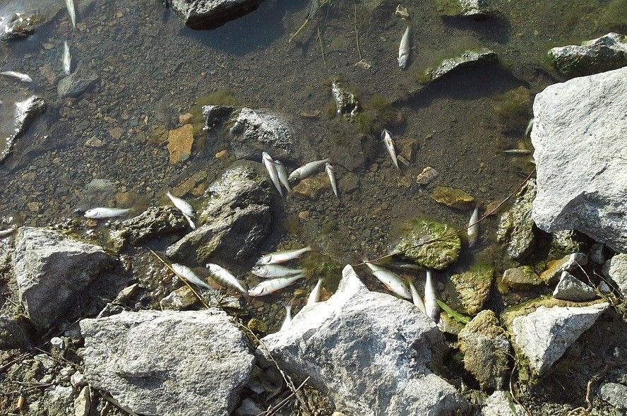 Рыбу отравили в озере Синеглазово