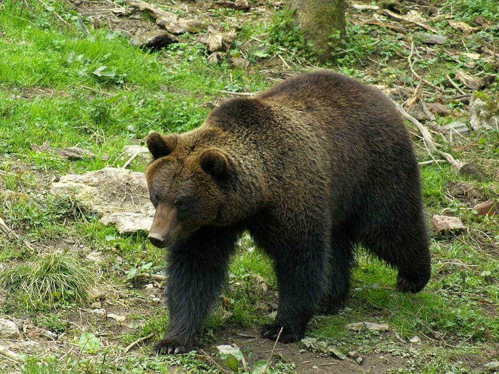 Медведи поселились на городской свалке в Югре
