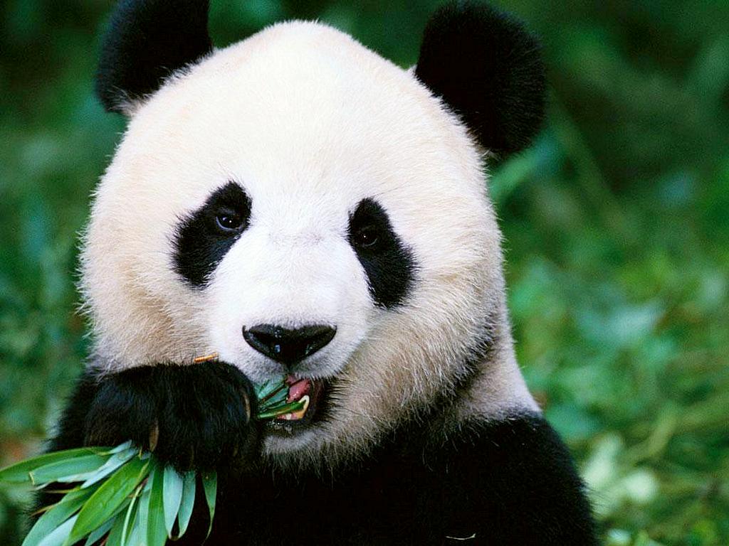 В Китае спасли панд от вымирания