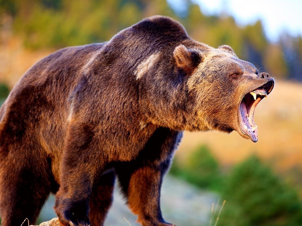 В Амурской области прямо возле школы был застрелен медведь