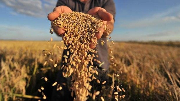 План по сбору зерна превышен в Челябинской области