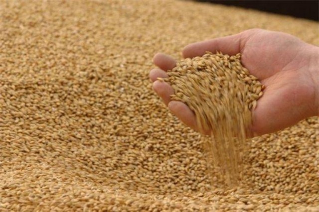 30 нарушений в торговле зерном нашли в Челябинской области
