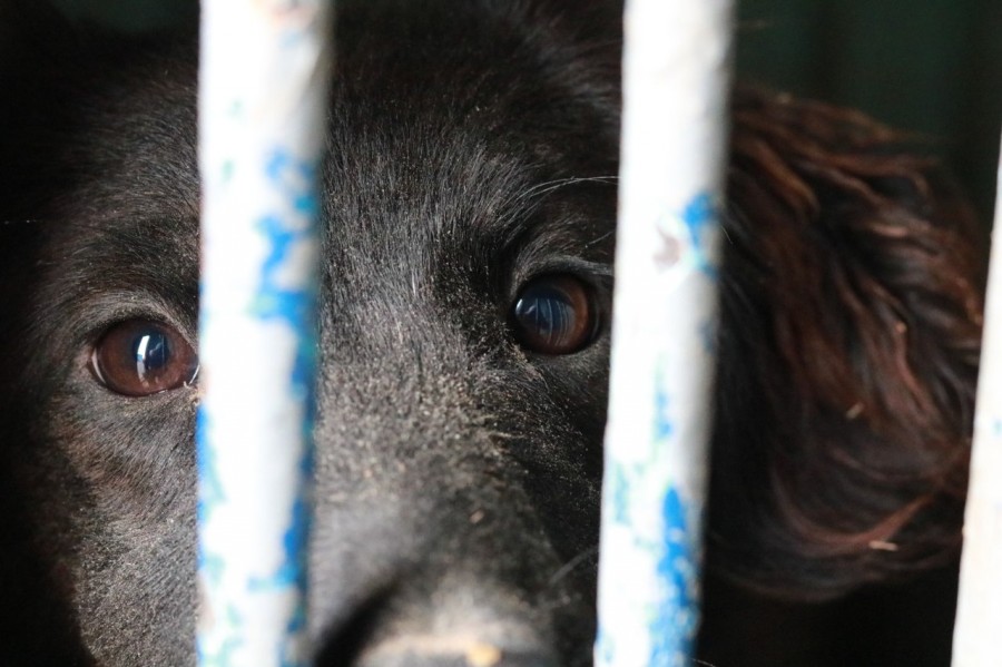 Не покупайте щенков в подарок на Новый год! Две сотни собак ждут своих хозяев на ГЭЦ