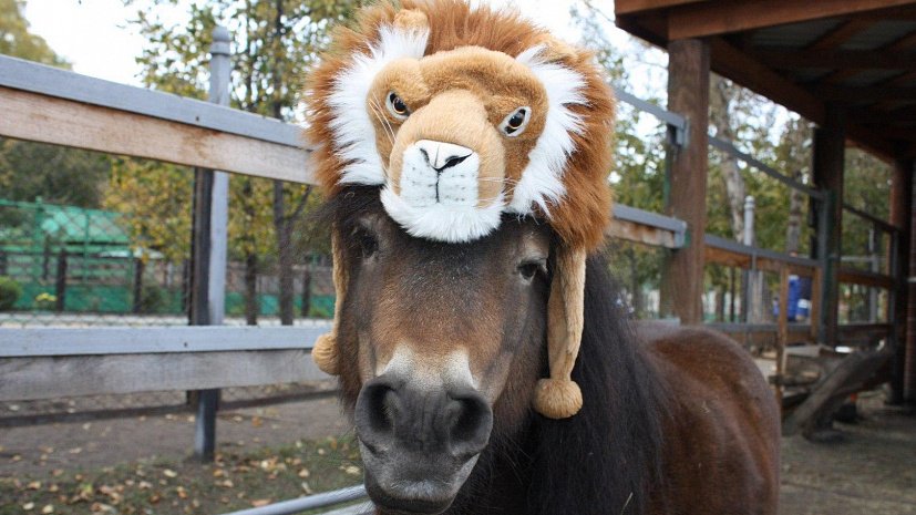 Челябинский зоопарк проводит конкурс смешных шапок