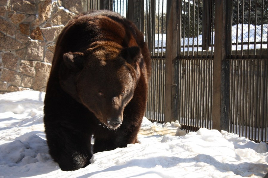 Бурый медведь Степан вышел из спячки в челябинском зоопарке ВИДЕО
