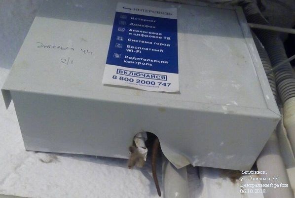Активистка ОНФ: «Крысы, к сожалению, бегают по Челябинску настоящие»