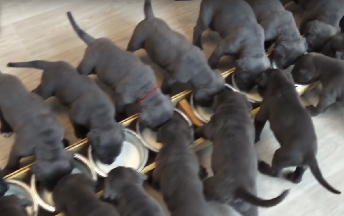 19 милых щенков стали звездами интернета
