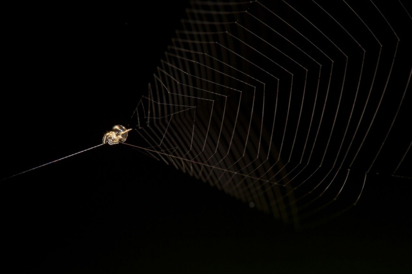 Скорость паука из Амазонии значительно превышает скорость гепарда