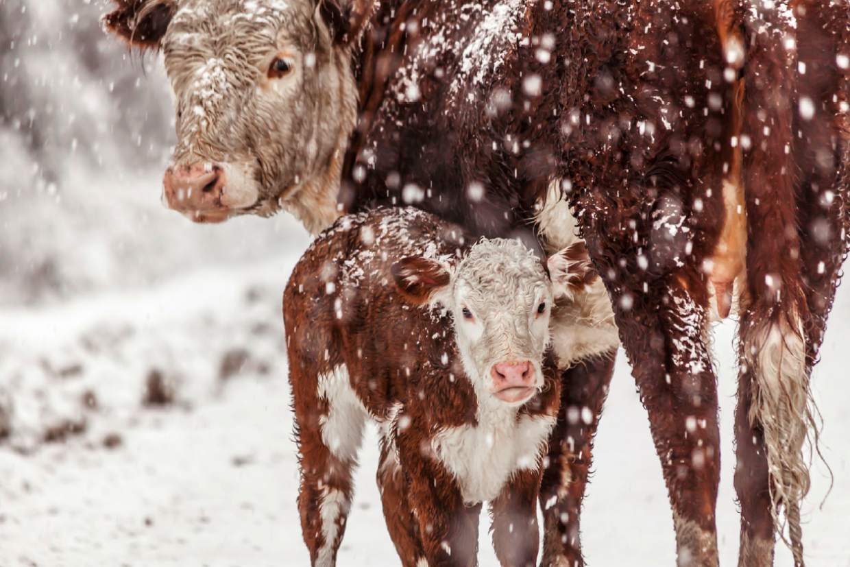 Стадо коров на ранчо в США завалило снегом