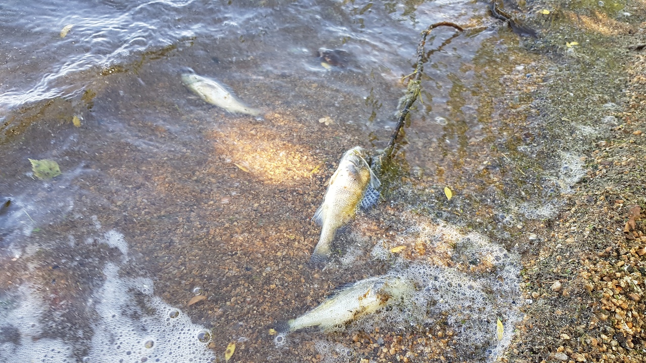 В Шершневском водохранилище гибнет рыба